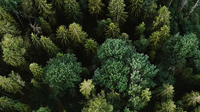 Copertina Forest Nation